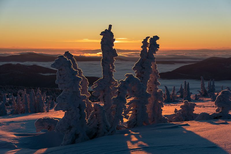 красочный, рассвет, пихты, снег, иней, сугробы, зима, гора курган, шерегеш, горная шория Рассветная (2)photo preview