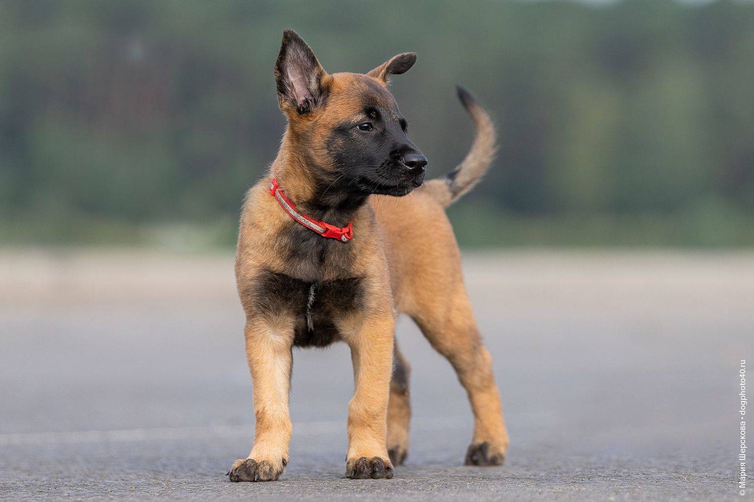Автор: Шерскова Мария малинуа, собаки, домашние животные, фото собак, фото щенков, Шерскова Мария