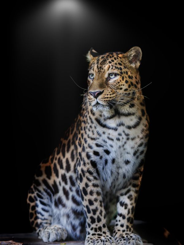 переднеазиатский леопард Переднеазиатский леопардphoto preview