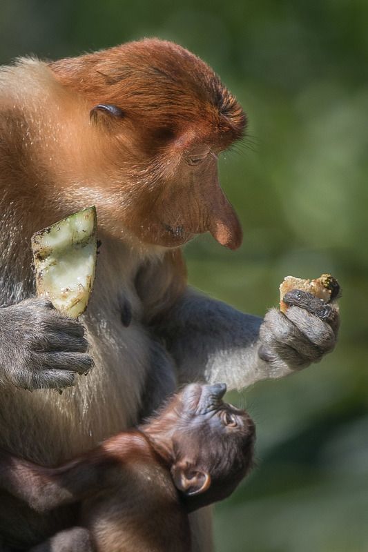 - Мам, дай мне! - Нет,  у тебя ещё нос не отрос!photo preview