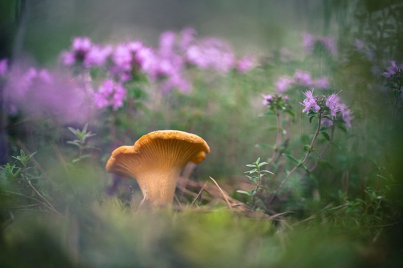 Цветет чабрецphoto preview