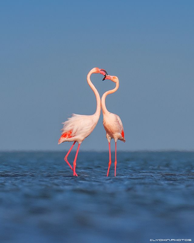 фламинго, азербайджан, баку О Любви фото превью