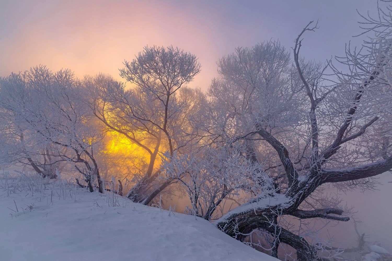 зима, рассвет, свислочь, туман, иней, мороз, Александр Гвоздь