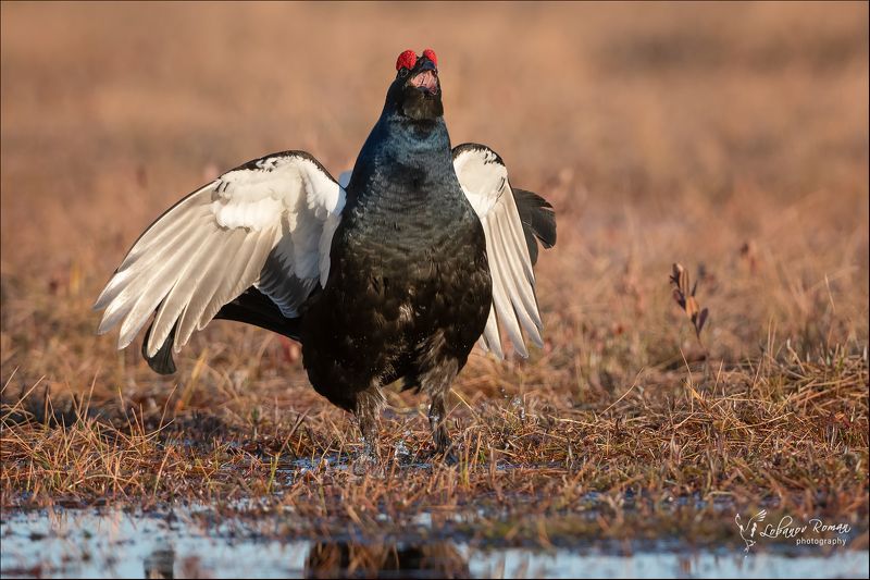 тетерев, птицы, карелия, лобанов, пересвет * * *photo preview