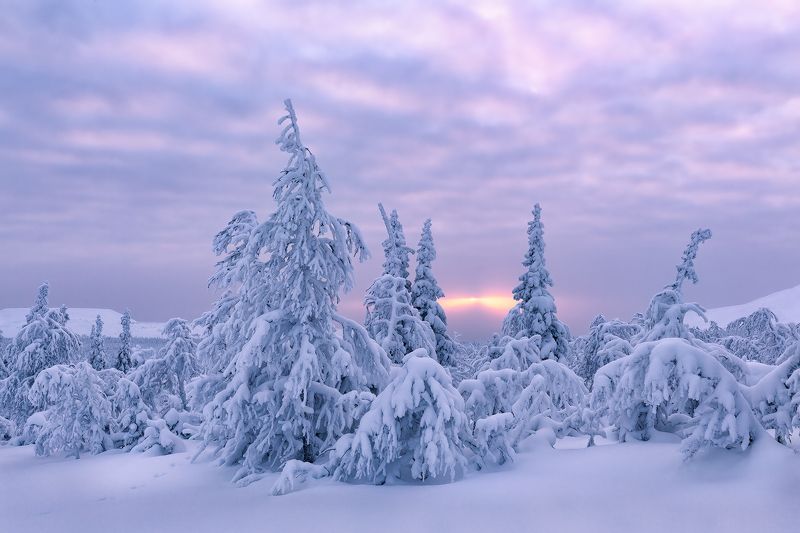 зима, урал, север, снег, ветер, сугроб, гух, главный уральский хребет, рассвет Рассвет в долине реки Малая Лямпаphoto preview