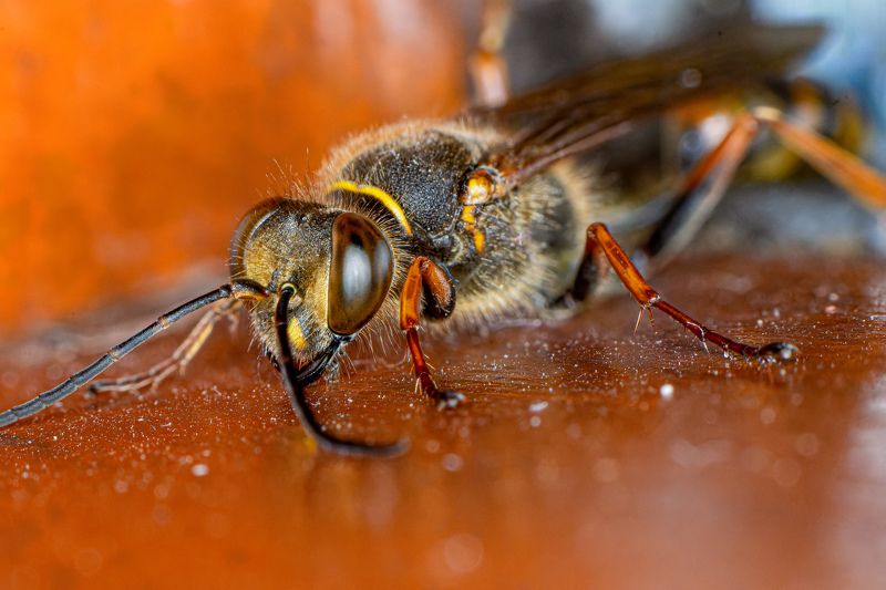 Black and yellow mud dauberphoto preview