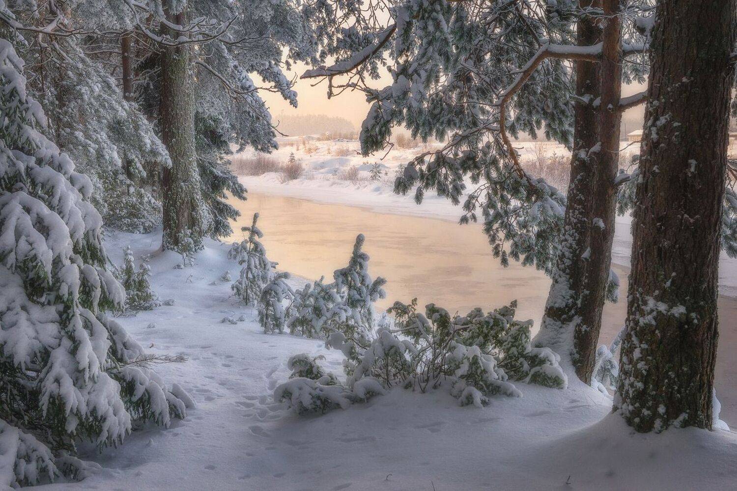 Заснеженный сосновый берег. Автор: Устюжанин Михаил , Устюжанин Михаил