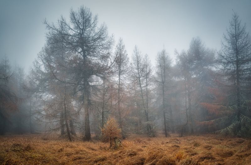 Горизонтальный  Нет людей  Фотография  Дерево  На улице  Лес  Природа  Живопись - Природа  День  Туман  Спокойствие  Красота в природе  Спокойная сцена  Пейзаж - Пейзажи  Ствол дерева  Негородская сцена  Лес  Растение  Окружающая среда  Небо Тишина Ноябряphoto preview