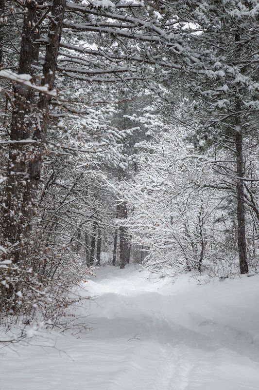 В заснеженном лесуphoto preview