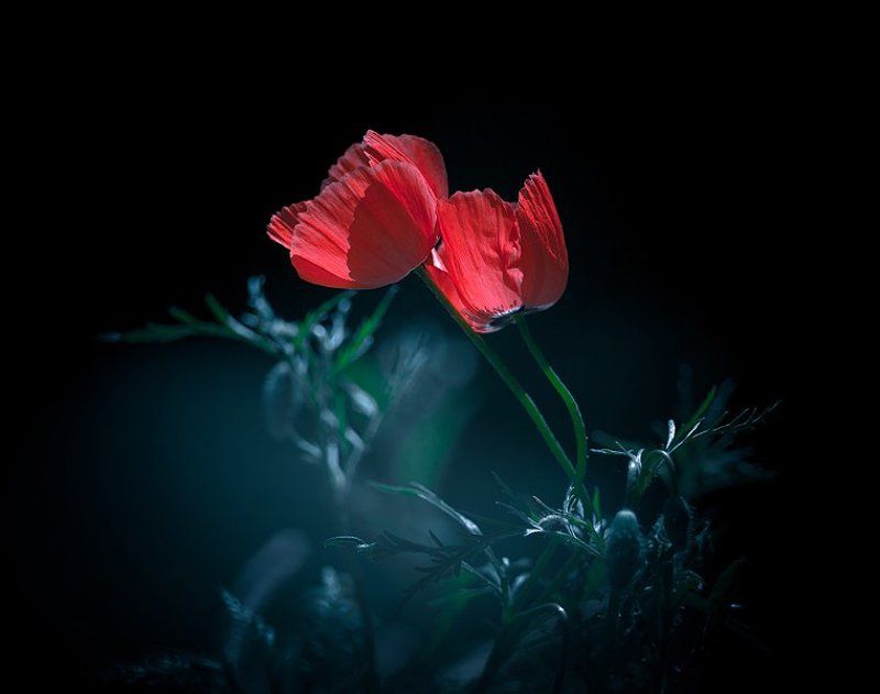 Floversphoto preview