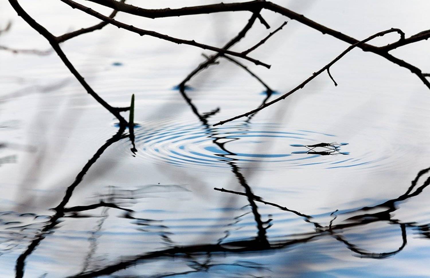 водомерка, Юлия Втюрина