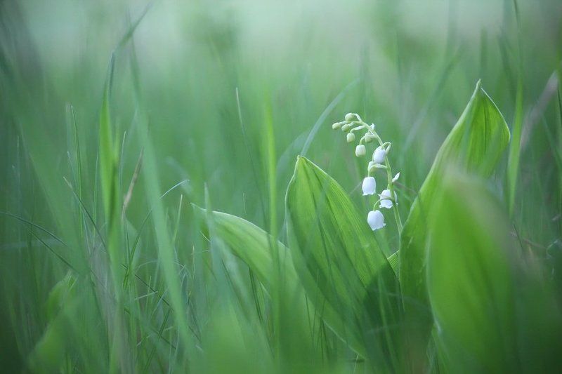 Светлого мая привет.photo preview