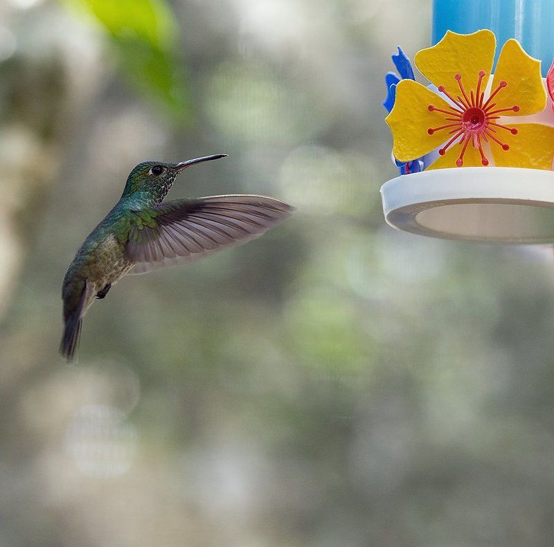 +++ фото превью
