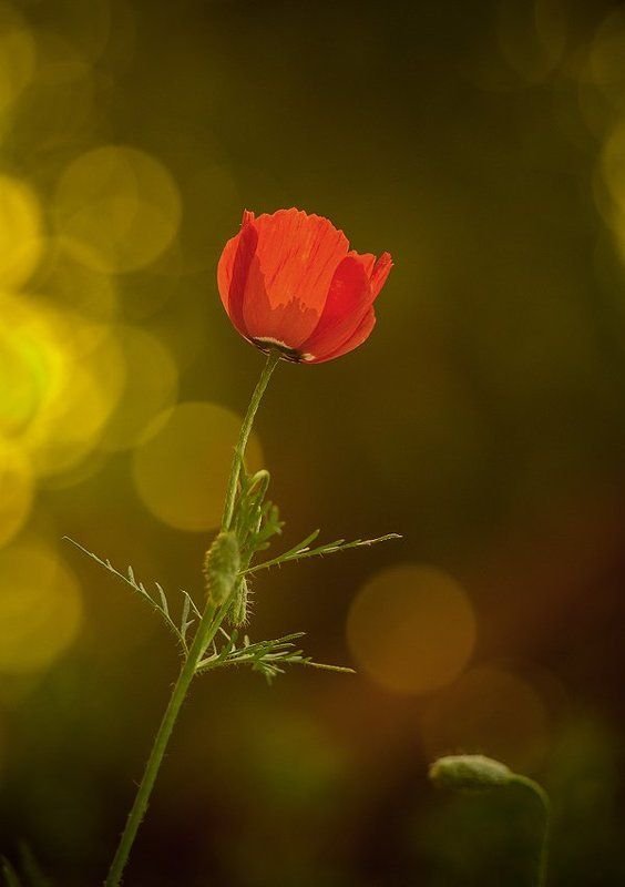 макиphoto preview