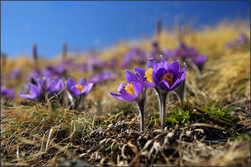 Весенний сюрпризphoto preview