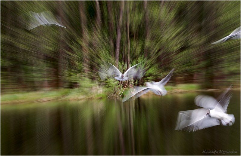 larus, ridibundus, озёрная, чайка Движение-жизнь!photo preview