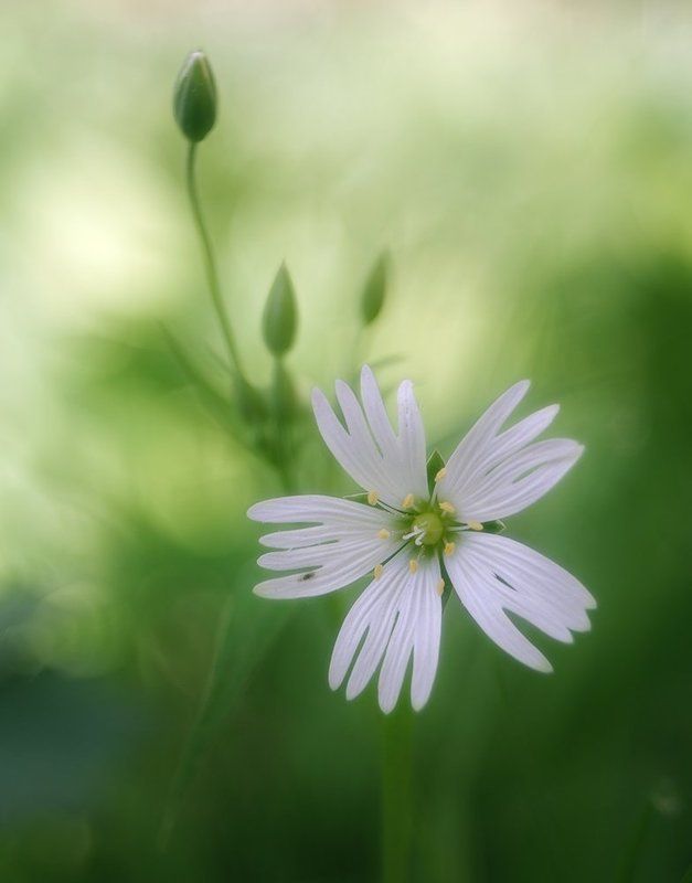 closeup, nikon 1j1, wollensak cine raptar 25/2.5 ***photo preview