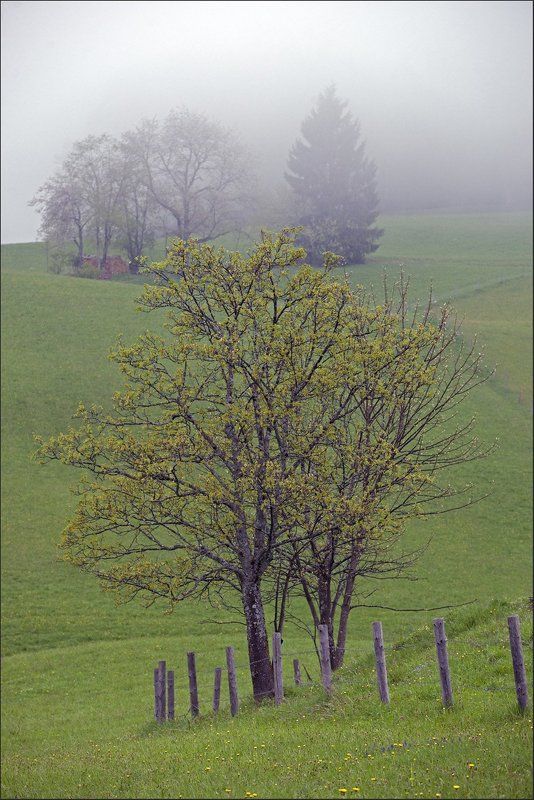 Мимолетно-туманное... фото превью