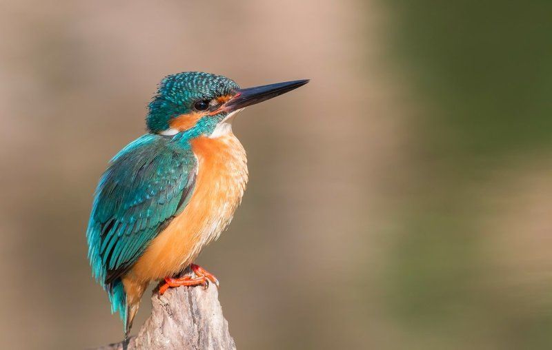 Зимородок Чижикphoto preview