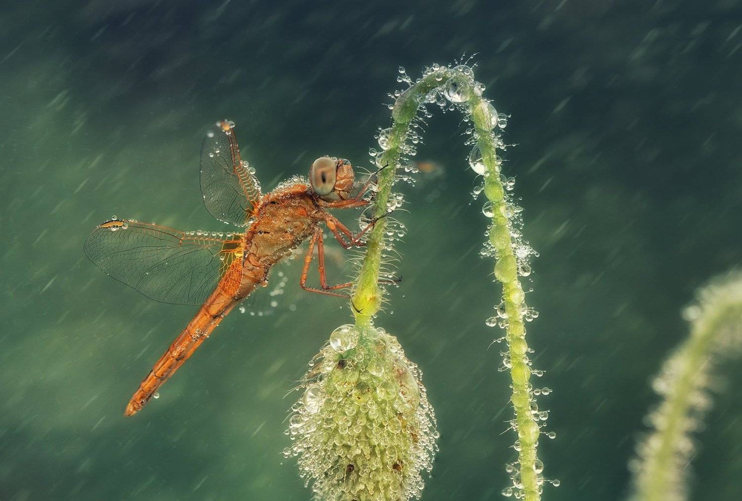 , Красимир Матаров