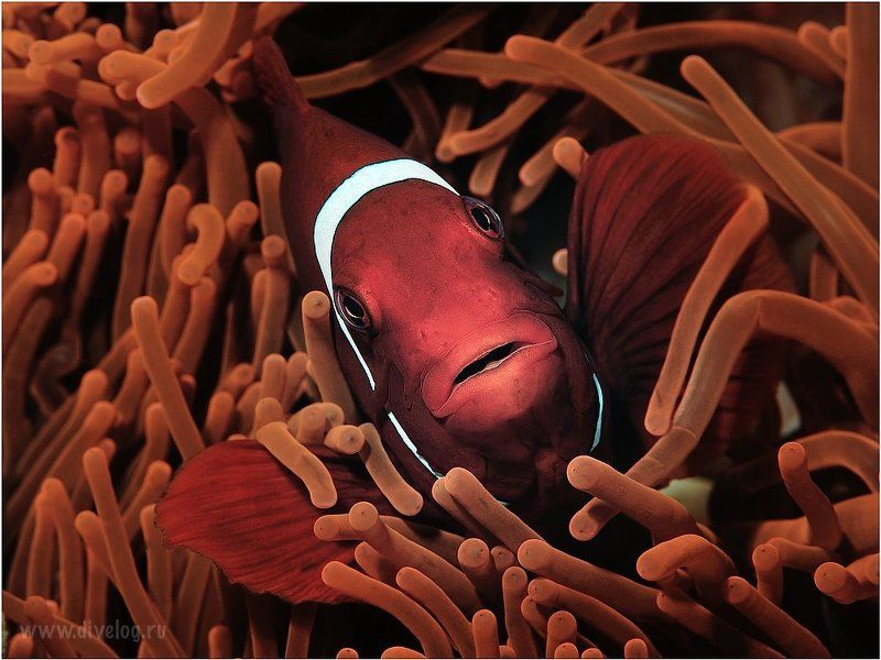 Красный цветphoto preview