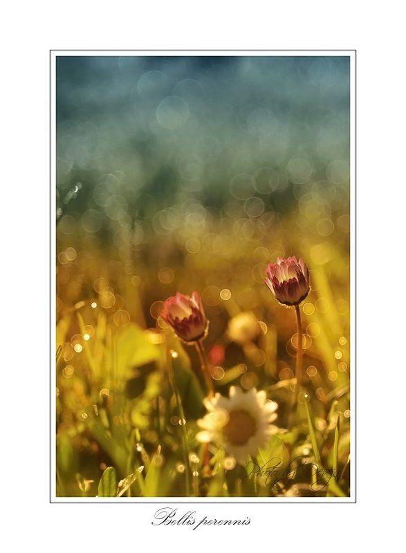 маргариткаphoto preview