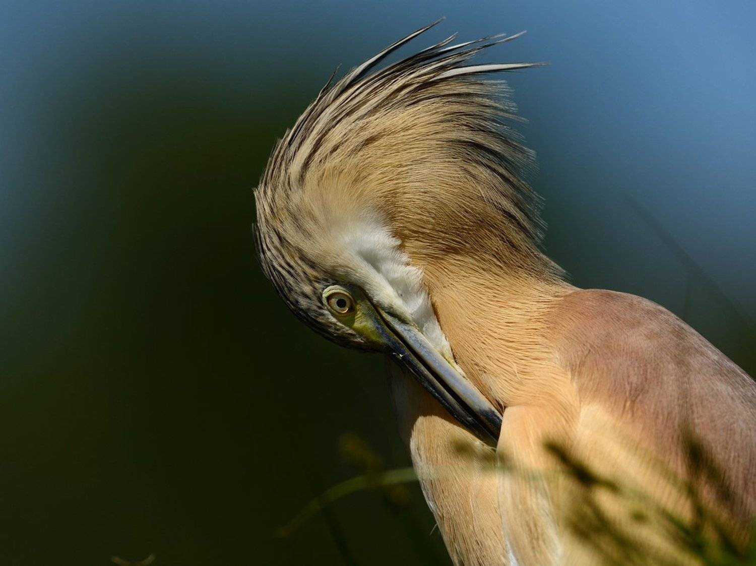 Squacco heron. Автор: Radoslav Tsvetkov , Radoslav Tsvetkov