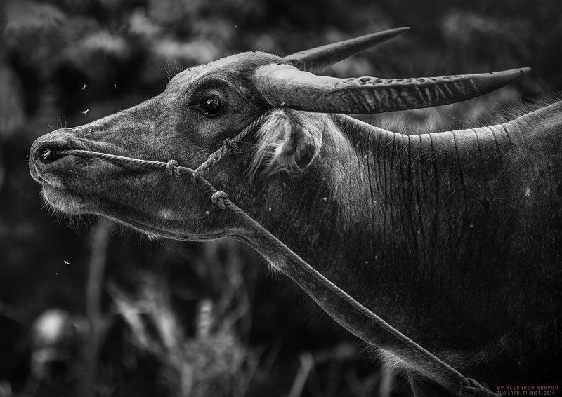 Cow, Бык, Животное, Корова, Красивое, Природа, Тайланд, Чб Thai Cowphoto preview