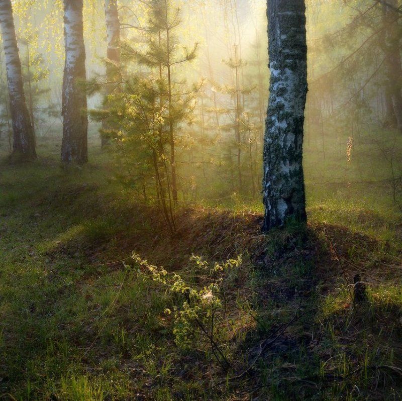 Утренний светphoto preview