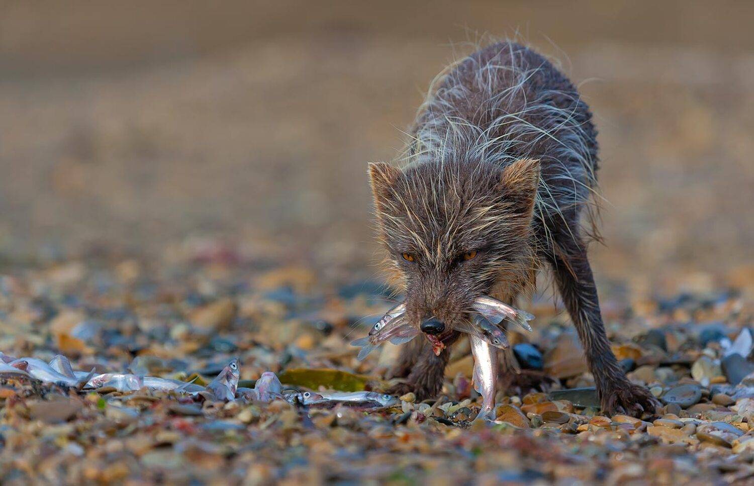 Мойва. Автор: Дмитрий Уткин песец, командорский песец, остров беринга, мойва, рыба, Дмитрий Уткин