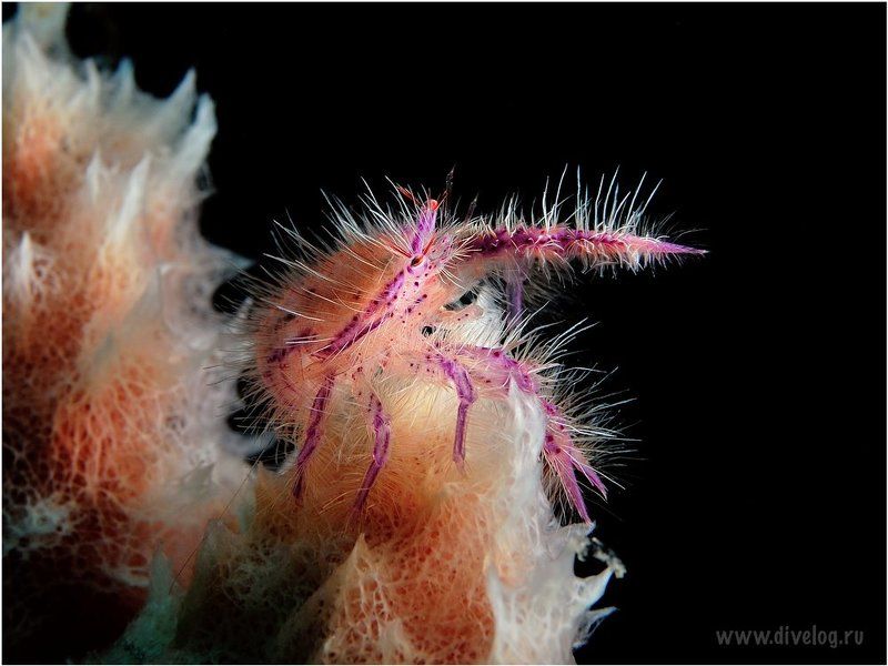 Светphoto preview