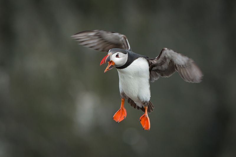 же сви ле лю гри....photo preview