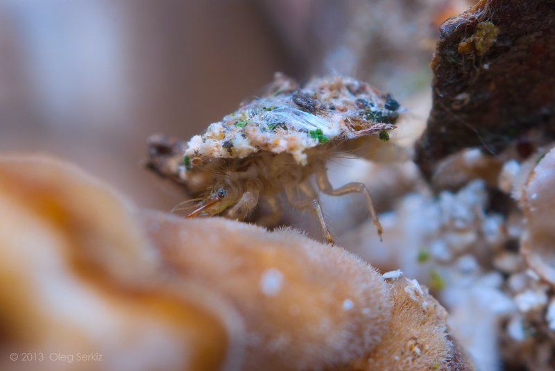 Chrysoperla carnea, Larva Underworldphoto preview