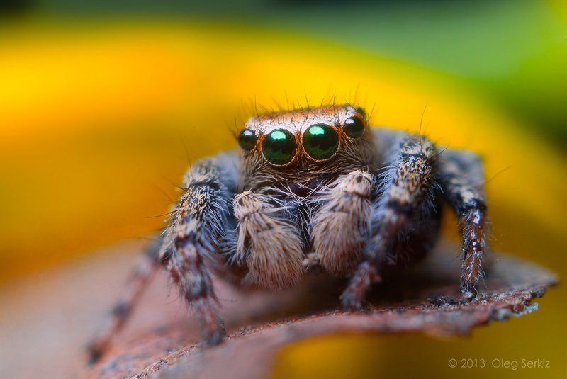 Evarcha arcuataphoto preview