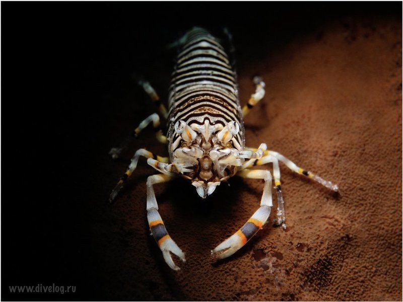 Bumblebeephoto preview