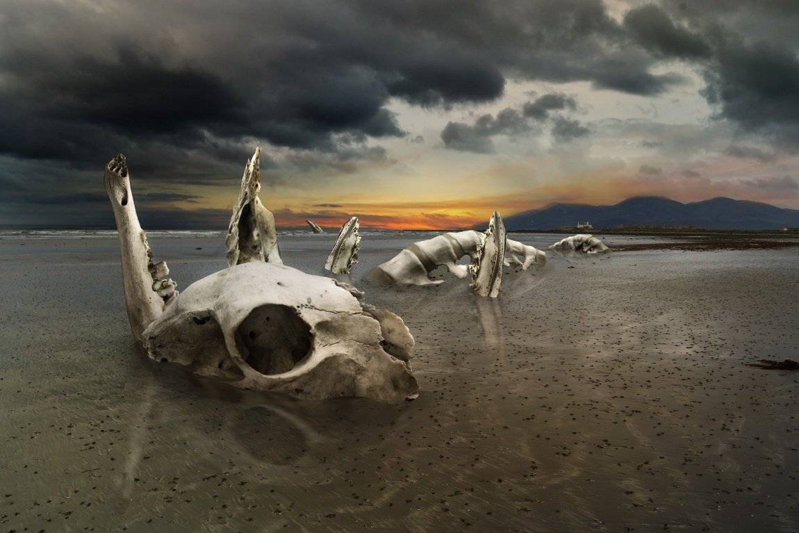 Leviathan. Автор: Emilis Baltrusaitis , Emilis Baltrusaitis