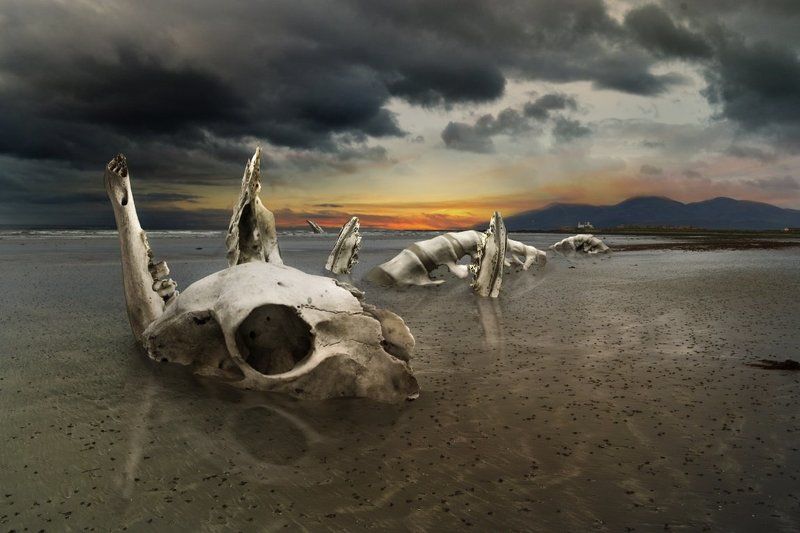 Leviathanphoto preview