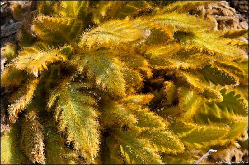 Солнечный папоротникphoto preview