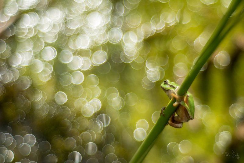 Hunter pearls. фото превью