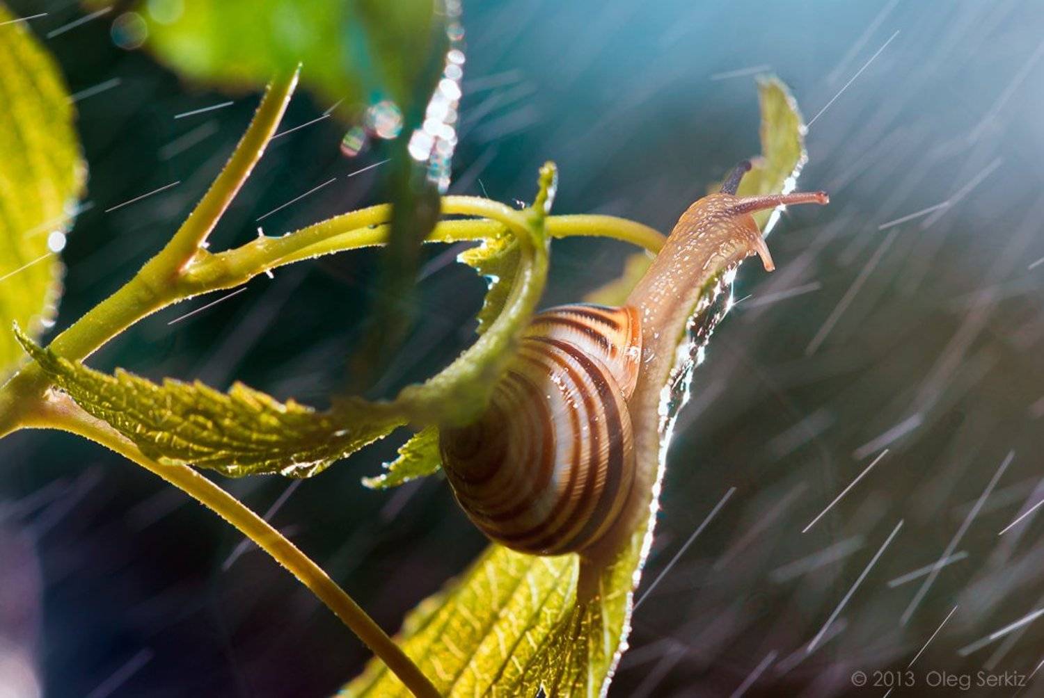 Feeling good. Автор: Oleg Serkiz snails,rain, macro, art, tenderness, best, oleg serkiz, macrophotography, storm, Oleg Serkiz