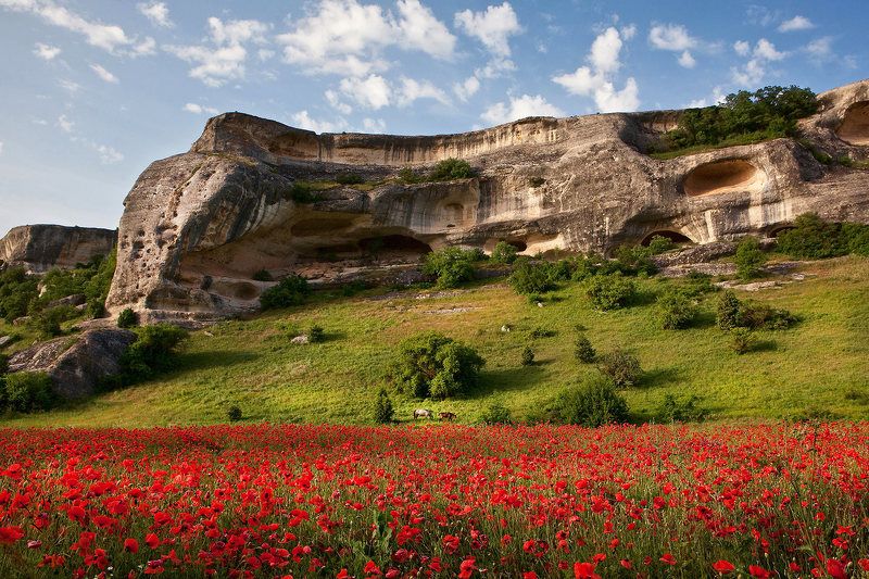 О лошадках и немного о маках.photo preview