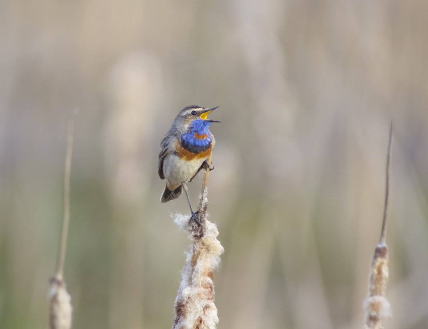 Позитив. Автор: Сергей Волков , Сергей Волков