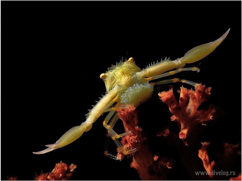 Горонтало, Дайвинг, Индонезия, Краб, Макро Икраphoto preview