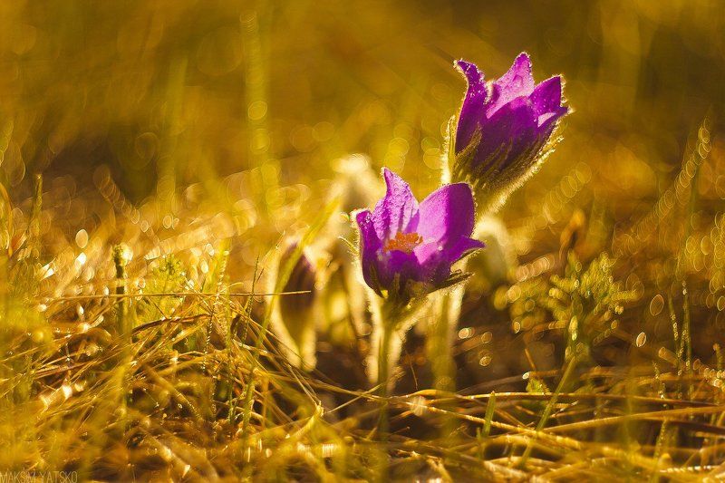 Dream grass, flower, dawn, sun,, Прокопьевск Dream grassphoto preview