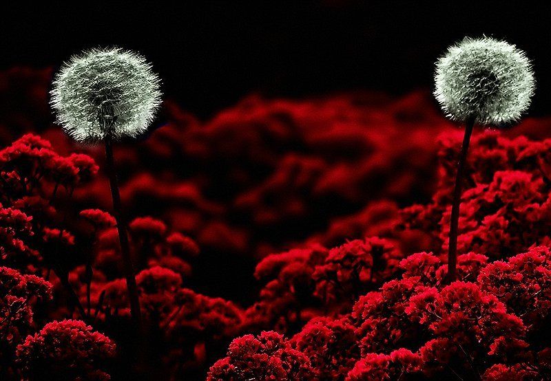 wake,flame,macro,surreal Just a two of usphoto preview