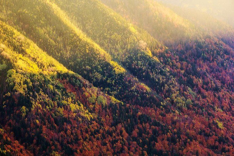 Golden lightphoto preview