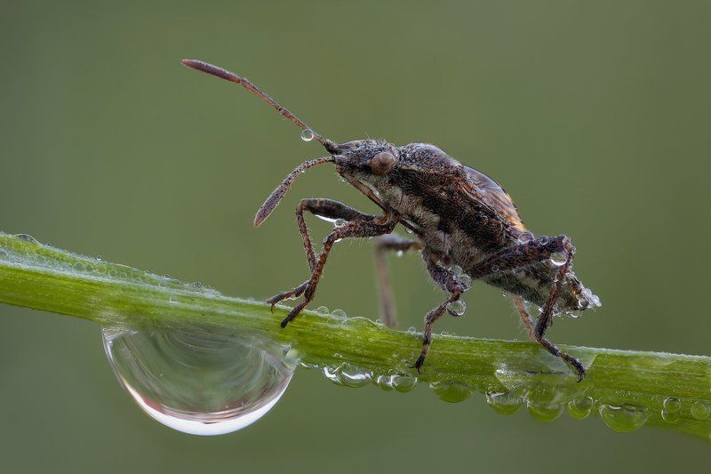 Клопик в росеphoto preview