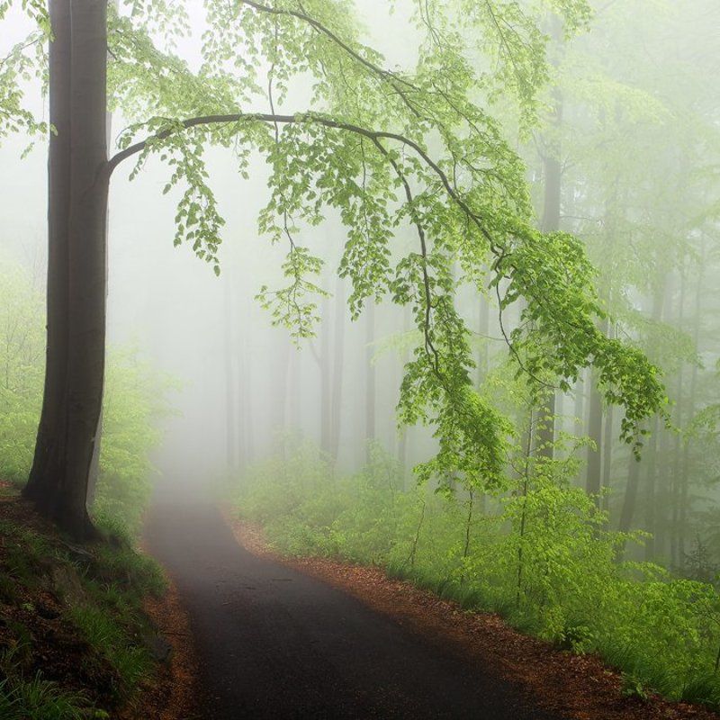 Spring Forest #2photo preview