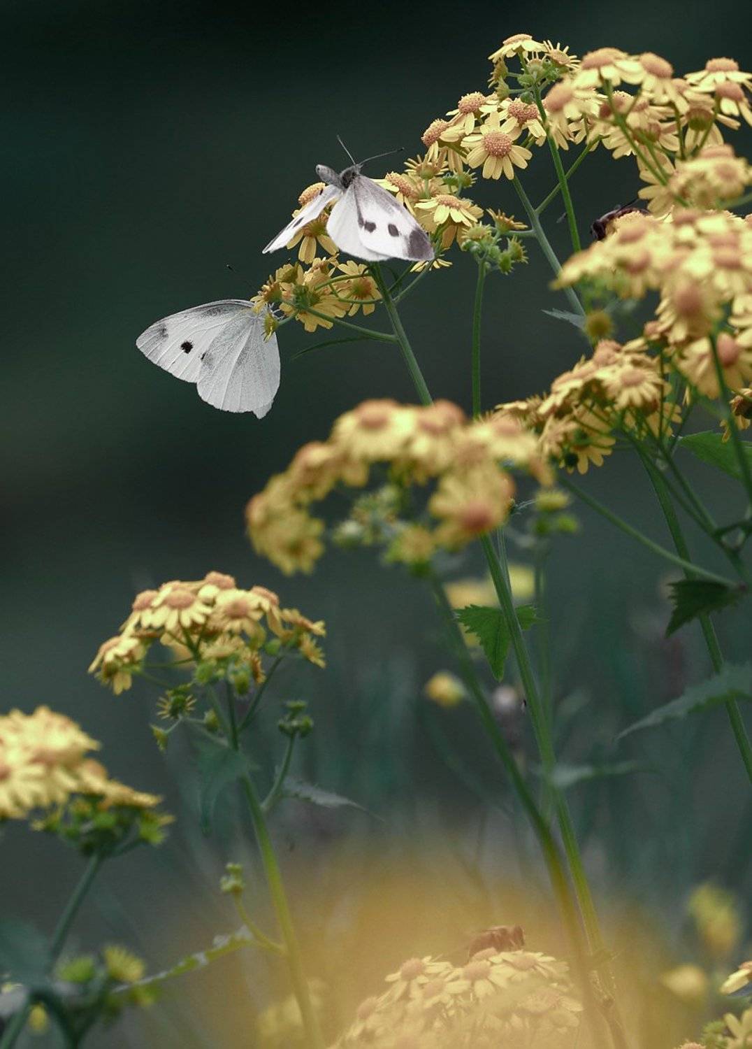 Автор: 王锋 , 王锋