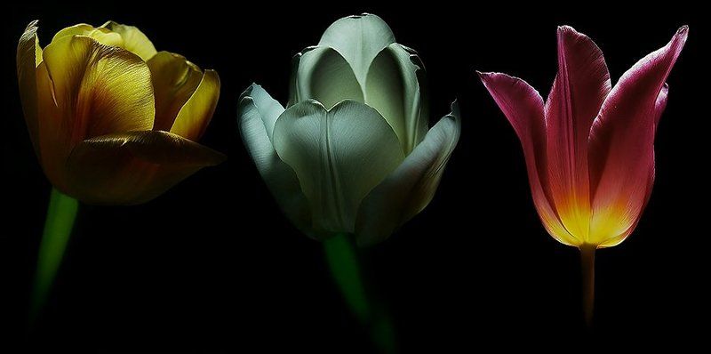 wake,flowers,art, Tenebris Tulips ©photo preview